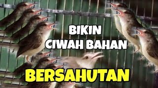 Download lagu Pancingan cepat respon ciblek sawah ombyokan biar bunyi gacor nembak mp3