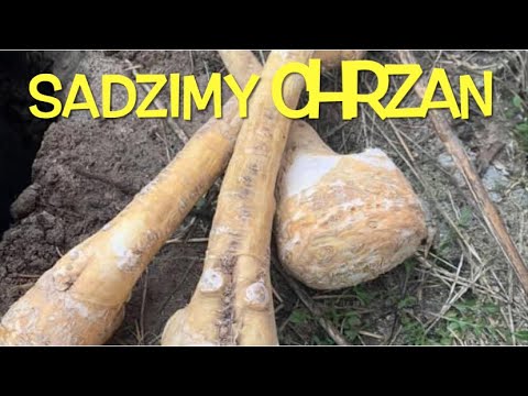 CHRZAN UPRAWA sadzenie korzenia chrzanu ze sklepu wiosną,planting horseradish