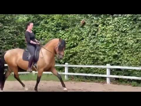 Image Video Reitkunst Spanische Pferde 2022