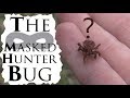 Handling The Frightening Masked Hunter Bug