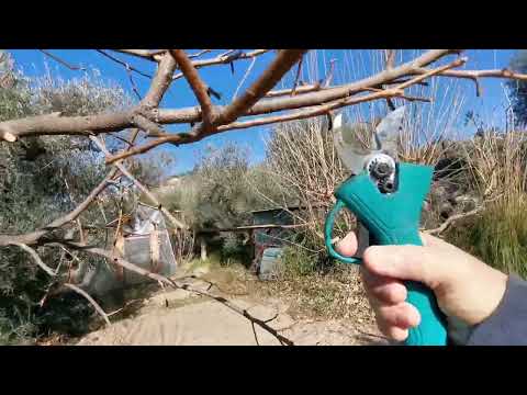 Come potare il Cachi.Vecchie e nuove metodologie di potatura.