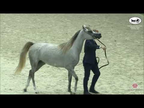 N 91 AL ARYAM BOROOQ   Sharjah International Arabian Horse Festival 2022   Fillies 3 Years Old Class