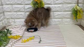 ハーフ犬の動画01