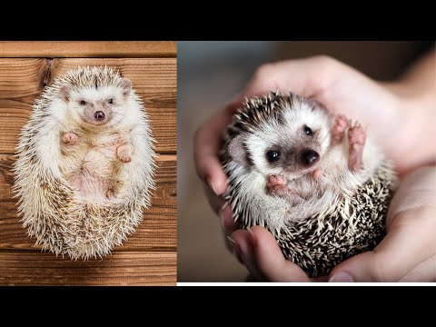 Animals That Roll Into a Ball: Fascinating Defense Mechanisms|| #discovery #animals #documentary