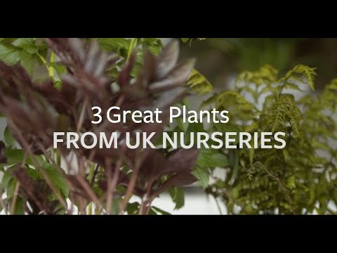 , title : '3 great plants from British growers | Grow at Home | Royal Horticultural Society'