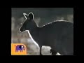 Noggin S Critter Corner Kangaroo