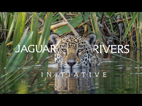 Pantanal integra corredor ecológico que vai unir 4 países através dos rios