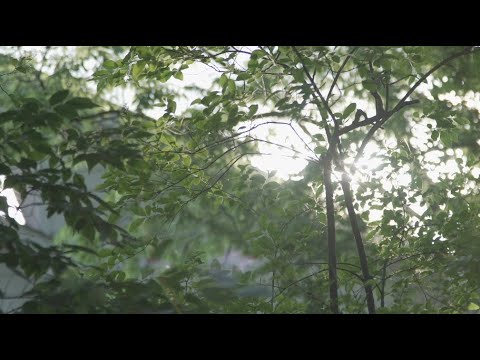 Stephie James live EP (full livestream set)