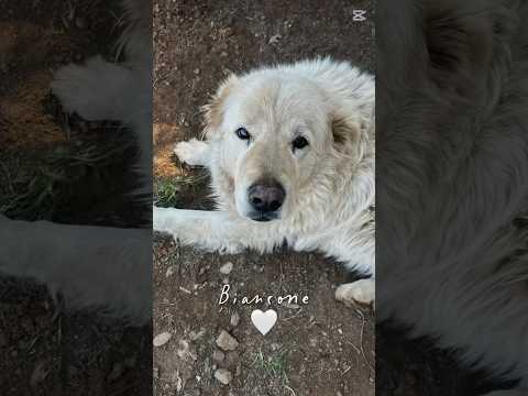 Regalo Biancone splendido cagnolone cerca casa