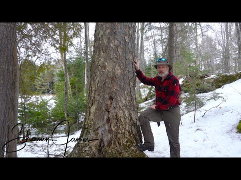 Seeing the Forest for the Trees