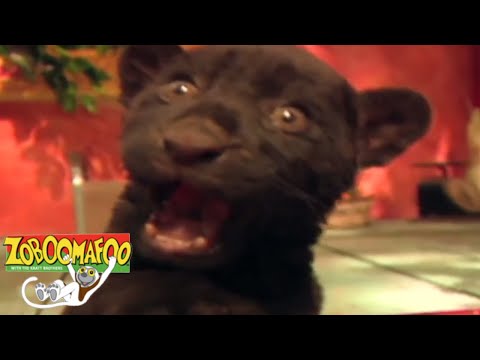 Zoboomafoo 102 - Eye Spy | HD | Full Episode