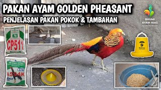 Download lagu INILAH PAKAN AYAM HIAS GOLDEN PHEASANT #goldenpheasant #pheasant #ayamhias mp3