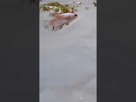 VM015-FDMHMPK - Sydney Betta Breeders