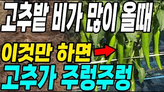 고추밭 비가 많이올때 이것만 하면 고추가 주렁주렁! 장마철에 고추농사 대박!