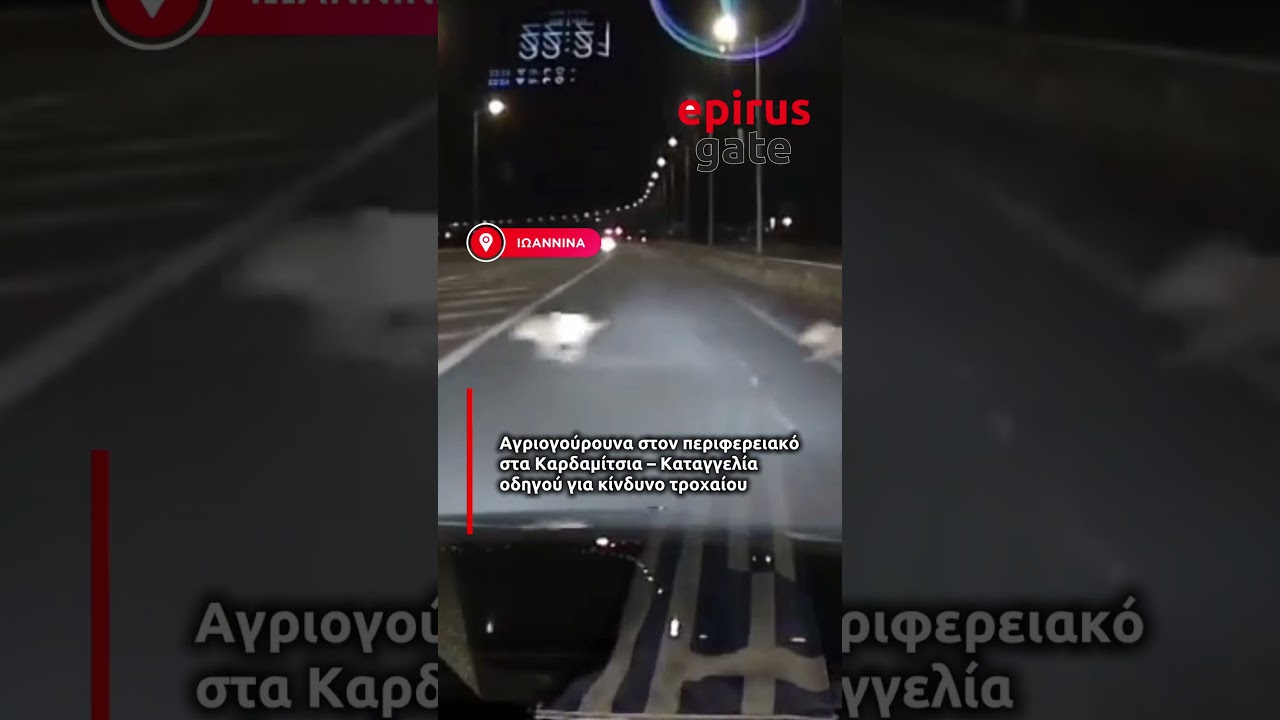 Αγριογούρουνα στον περιφερειακό στα Καρδαμίτσια – Καταγγελία οδηγού για κίνδυνο τροχαίου