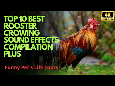 Top 10 Best Rooster Crowing Sound Effects Compilation Plus 4K- Funny Chicken Noises - Rooster Noises