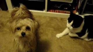 dog gets bitch slapped