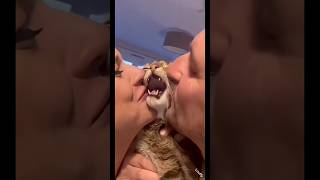 funny cat #cat #funny #cute #memes #fyp #youtubeshorts #catshorts #catvideos #fypシ #ytshorts #cats