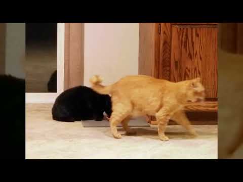 Curly and Nermeen eating breakfast