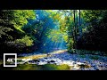 4K Forest River Nature Sounds Gentle Stream Birdsong Sunlight Relaxing Ambience For Sleep