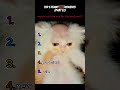 Top 5 Funny Cat Moments