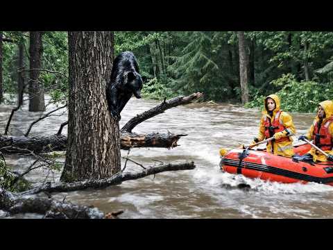 Bärenjungen allein in der Flut zurückgelassen... Was passiert ist, N