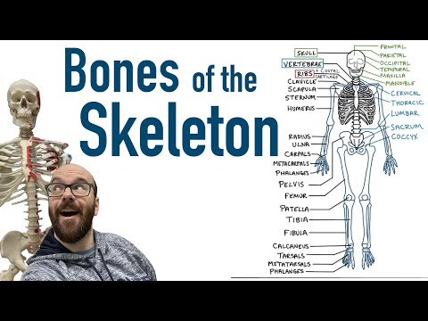Bones of the Skeleton