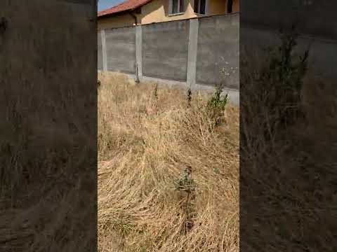 Înainte lucrare 1 - Alex Landscaping