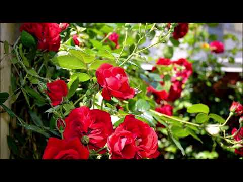 ČUVAJ TO LJUBEZEN - META MOČNIK, NACE JUNKAR