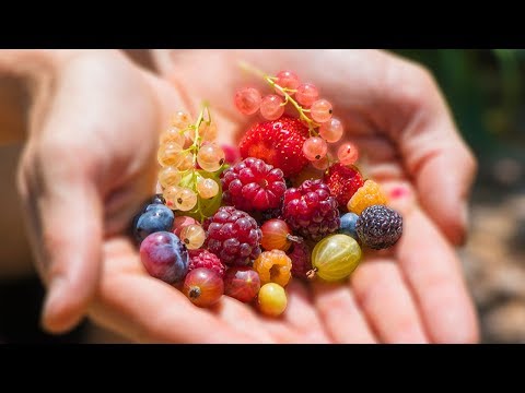 , title : 'Harvesting 12 DIFFERENT kinds of BERRIES at ONCE from the GARDEN'