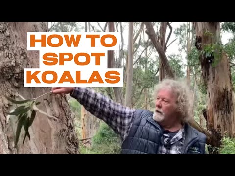 How to Spot Koalas on the Great Ocean Road | Walk91 Koala Tips at Shelly Beach