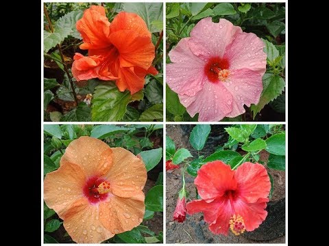 Hibiscus plants(jaswand flower)| savita rose nursery