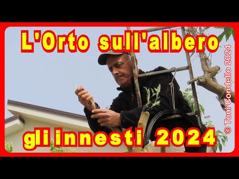 L'Orto sull'Albero di Francesco Mangano, Innesti 2024 - by Toni Condello