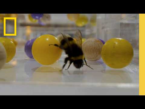 Never Before Seen: Insects Playing