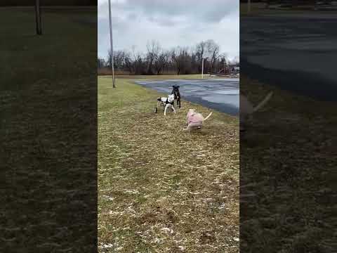 Kimmie, an adoptable Labrador Retriever Mix in Avon, CT_image-1