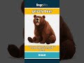 grizzly bear - a huge wild bear with... video thumbnail