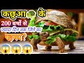 कछुआ Live How Many Years Tortoises Alive Tortoises Bite Shorts Tortoise Dkgmotivational