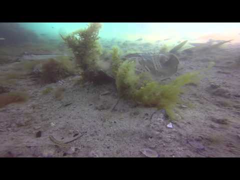 Southern Fiddler Ray