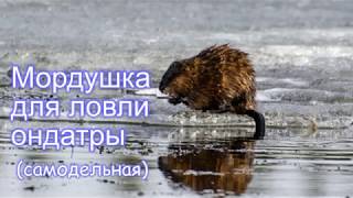 Как сделать мордушку для ловли ондатр