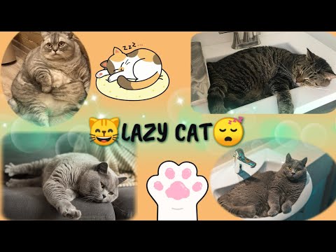 🤔Why is my cat so fat and lazy?😴😴😴