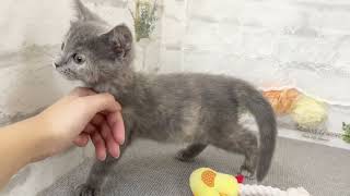 スコティッシュフォールドの動画01