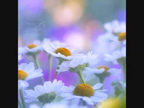 Blumentopf - Was der Handel