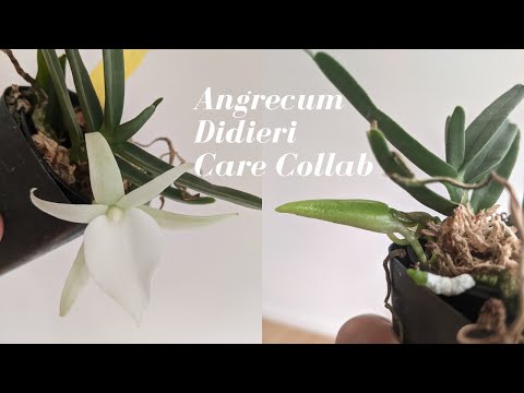 Angrecum Didieri Care & Culture | Highly Fragrant Orchid Species from Madagascar #Carecollab