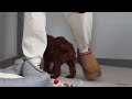 Standard Poodle dogs for sale: Nellie AKC - Video 1
