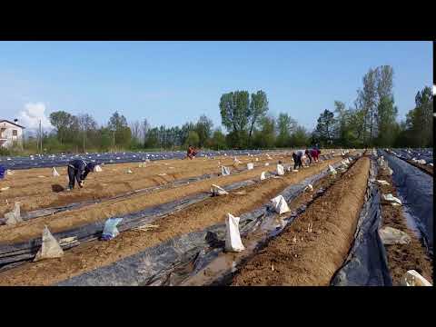 Raccolta Fantin Asparagi 2018