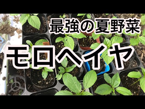 園芸 ほうれん草、ビタミンとミネラルの重要な供給源