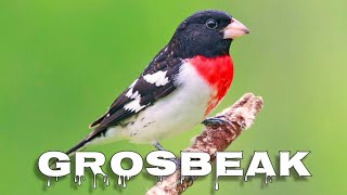 Download lagu Rose-breasted grosbeak song mp3