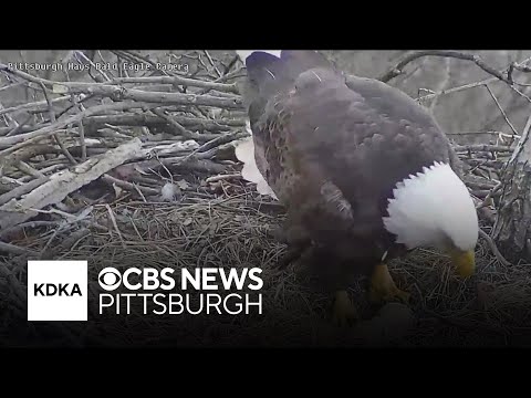 Hays bald eagles are back