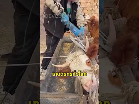 ตัดเขาวัวทำไม? ความลับที่ฟาร์มไม่เคยบอก!