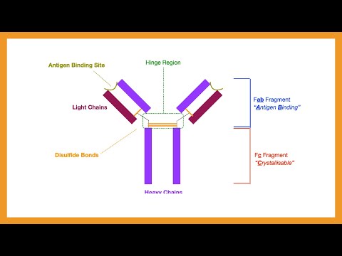 Antibody Structure & Function